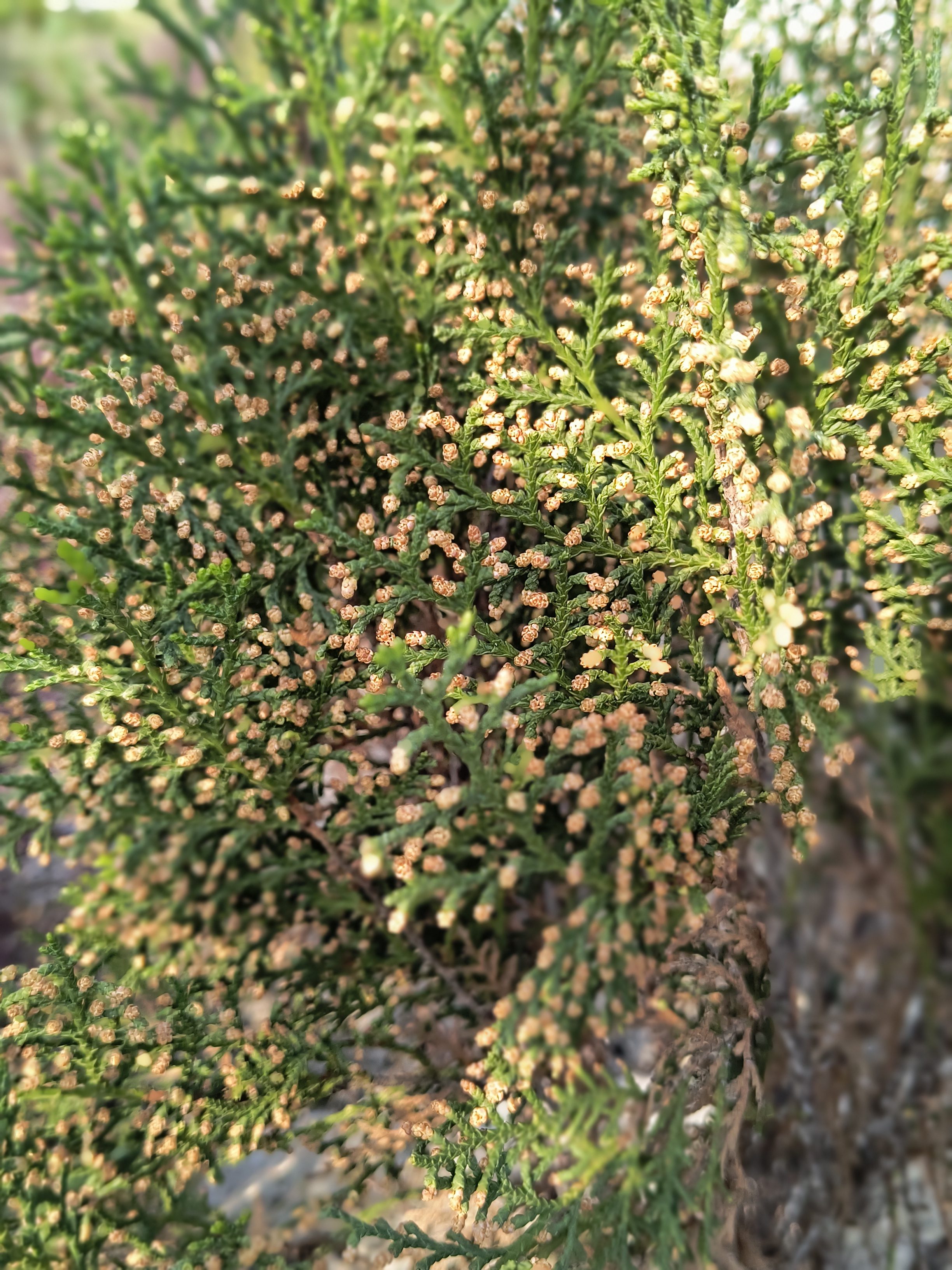 Close-up of a juniper bush with small, round, greenish-yellow cones adorning its branches, bathed in sunlight.