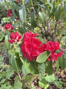 Rhododendron Flowers 