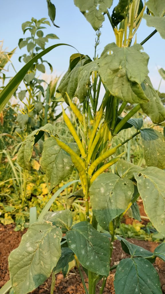 Close-up of a Cluster bean plant ready for harvest, surrounded by other plants in a garden, with a clear blue sky in the background.