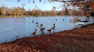 Geese on a frozen lake with the foreground showing a grassy shore covered in brown leaves, bare trees, and a clear blue sky in the background.
