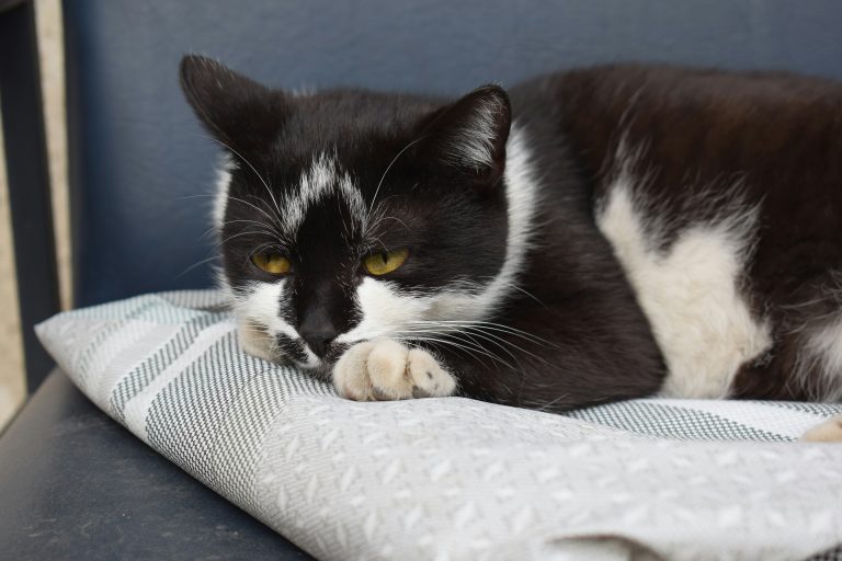 Black and white cat lying on the chair.