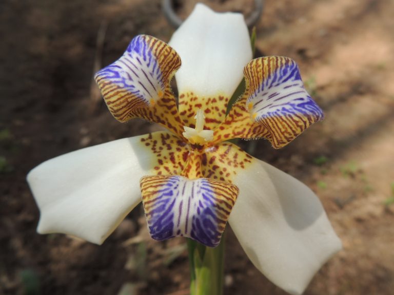 Close-up of a white flower that only lasts 12 hours with purple and yellow patterned petals, standing alone against a blurred background of what appears to be soil or ground.