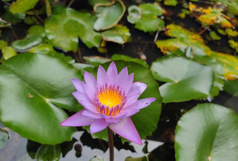 A vibrant purple water lily with a bright yellow center, surrounded by green lily pads on the surface of a pond.