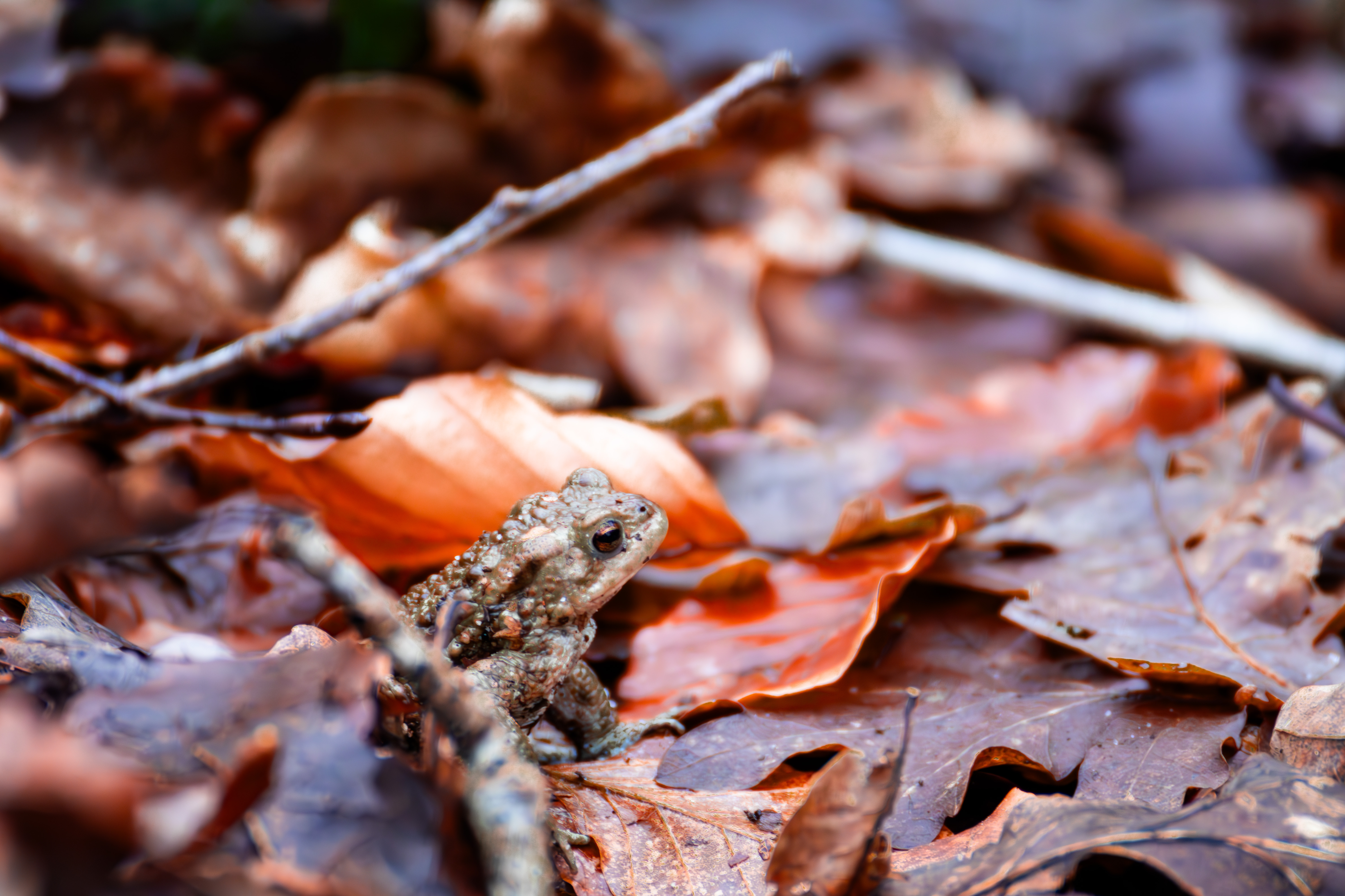 Common toad between the leaves in the forest ground in autumn