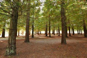 Forest of sequoia trees in Pontevedra, Spain