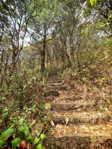 Stone stairs create a pathway through the jungle for trekking