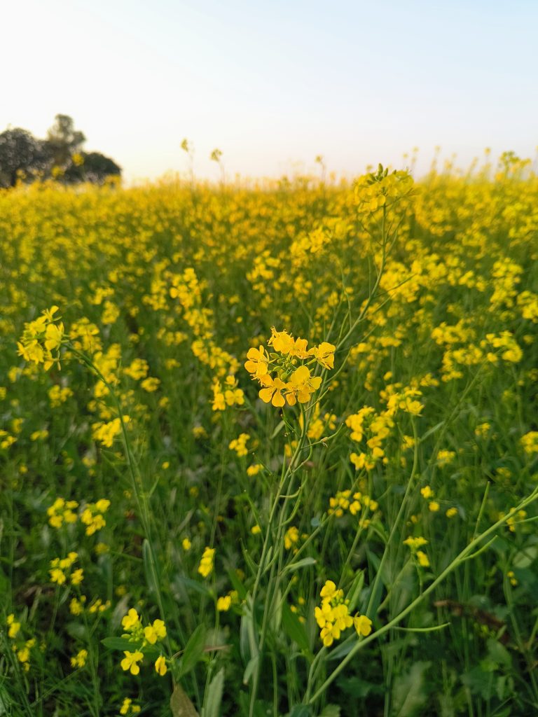 A field of mustard flowers bathed in sunlight against a clear blue sky.