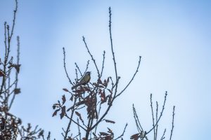 Great tit singing while on a tree branch