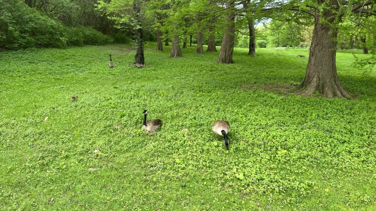 Geese wading through creeping charlie and grass with trees in the background near Barth Pond (Downers Grove, Illinois)