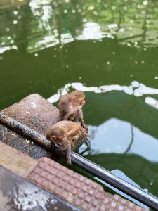 Two juvenile monkeys sitting on the edge of a pool, one looking at the water, the other looking away.