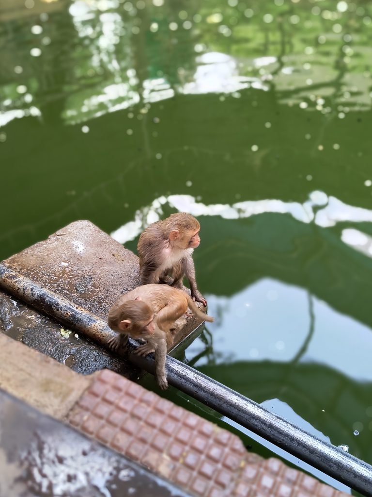 Two juvenile monkeys sitting on the edge of a pool, one looking at the water, the other looking away.