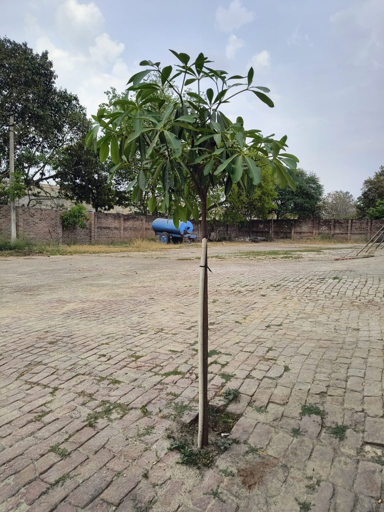 A young tree growing in the middle of a paved area, with surrounding greenery and a blue vehicle in the background.