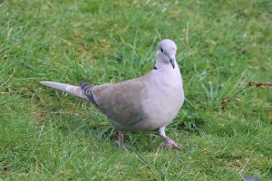 Collared Dove walking on the grass lawn