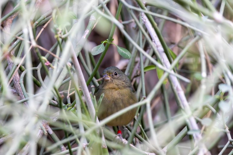 A small bird in a bush looking at you