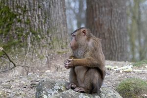 Southern pig-tailed macaque with hands folded