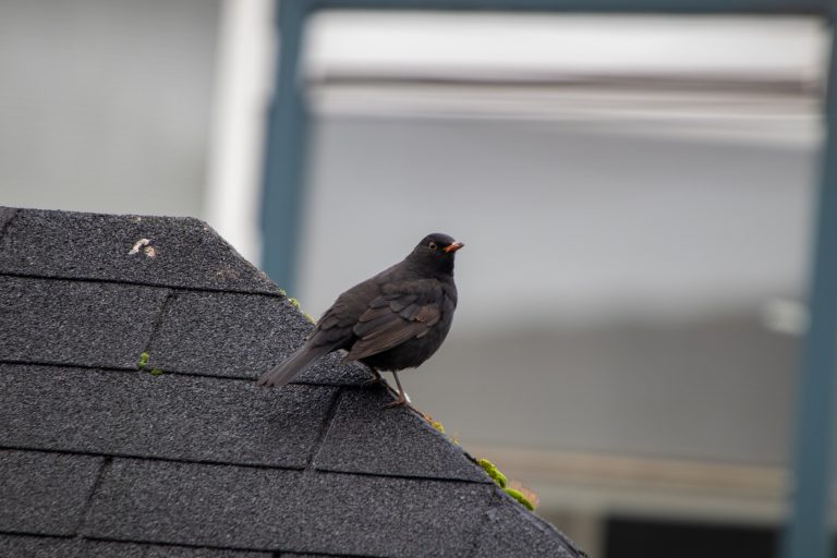 A blackbird with bright orange beak and eye rings perched on the corner of a shingled rooftop with a blurred building background.