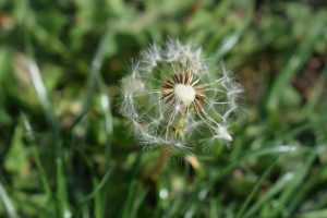 A close up of a dandelion in the grass.