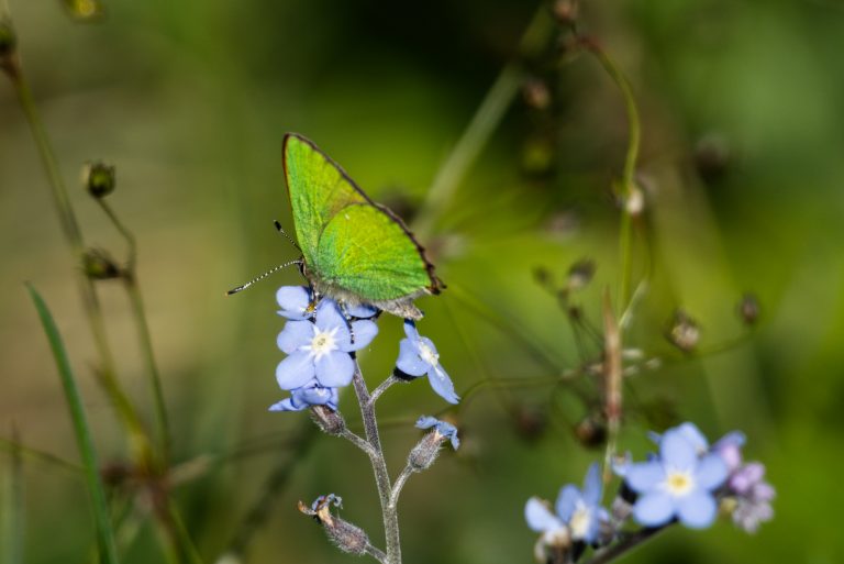 A green butterfly (Callophrys rubi) perching on a light blue forget-me-not flower.