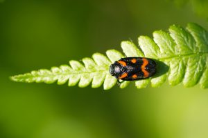 A black-orange bug (Cercopis vulnerata, en: Black-and-red Froghopper, dt: Blutzikade) on  the tip of a green fern frond