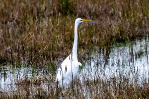 A great egret standing in a wetland with tall, dry grasses surrounding it.