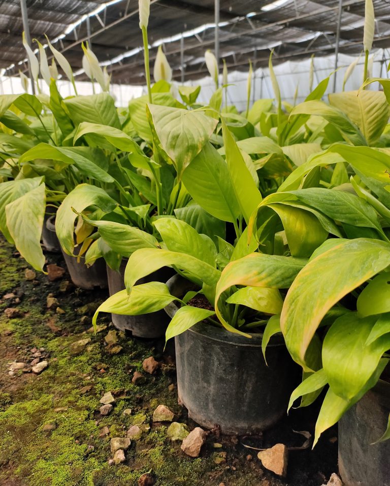 Plant of Peace Lily in pot