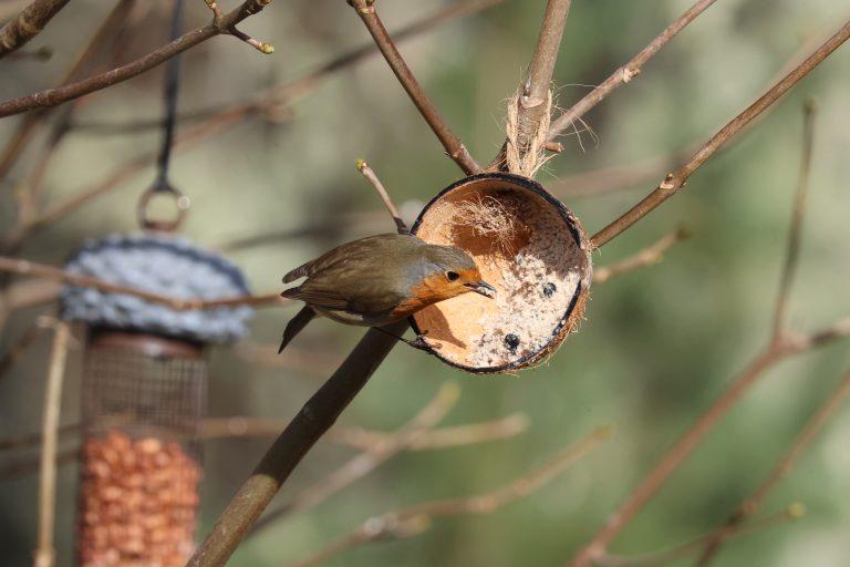 A robin (Scientific name Erithacus) feeding from a half coconut shell bird feeder filled with suet and seeds, hung on a tree branch of a Sycamore tree, with another bird feeder visible in the background.