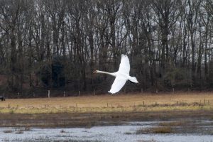 Mute swan flying above a flooded meadow with fences and trees in the background