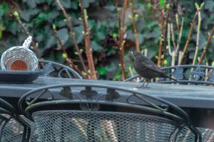 A blackbird standing on a table with a feeder, blurred garden background.