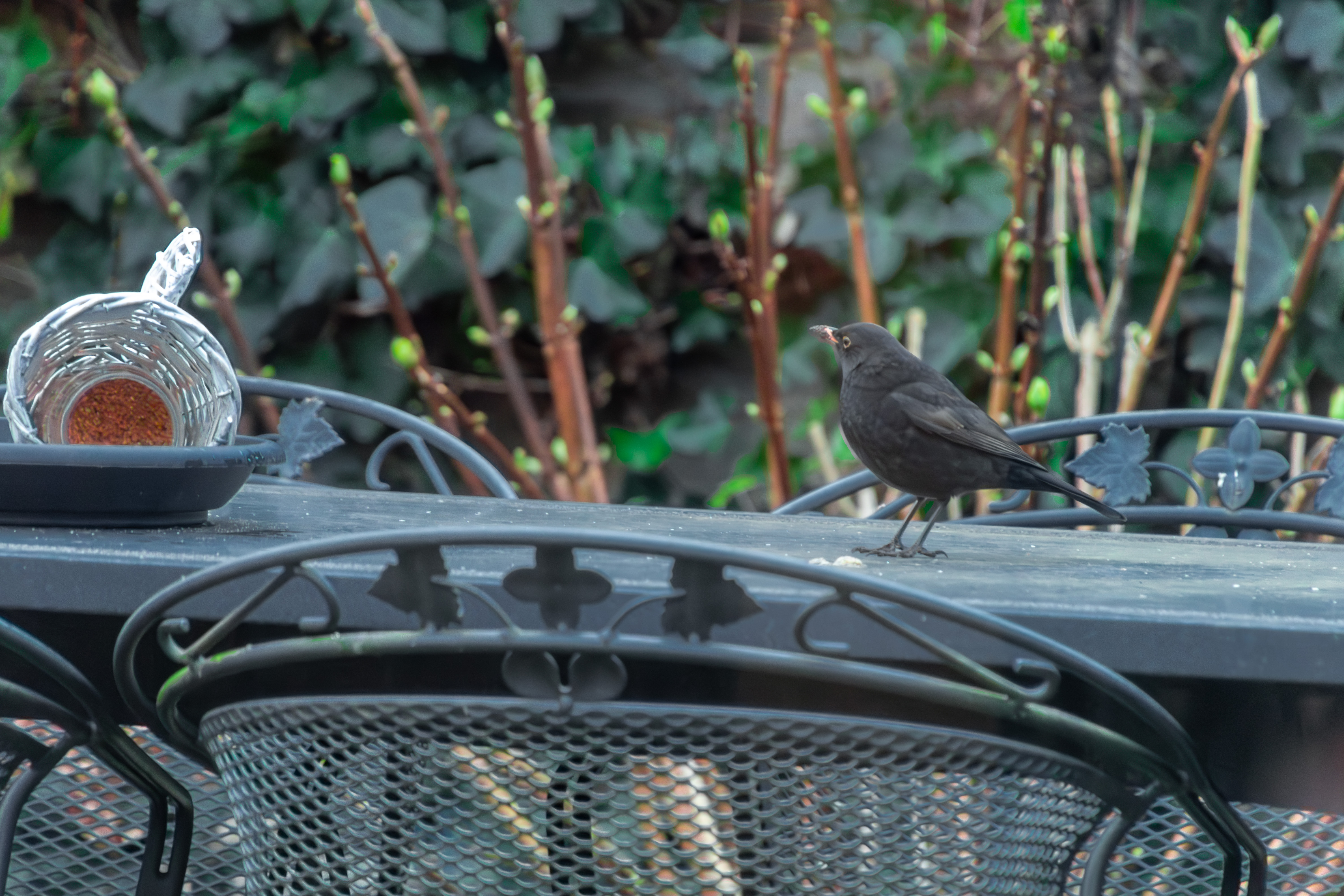 A blackbird standing on a table with a feeder, blurred garden background.