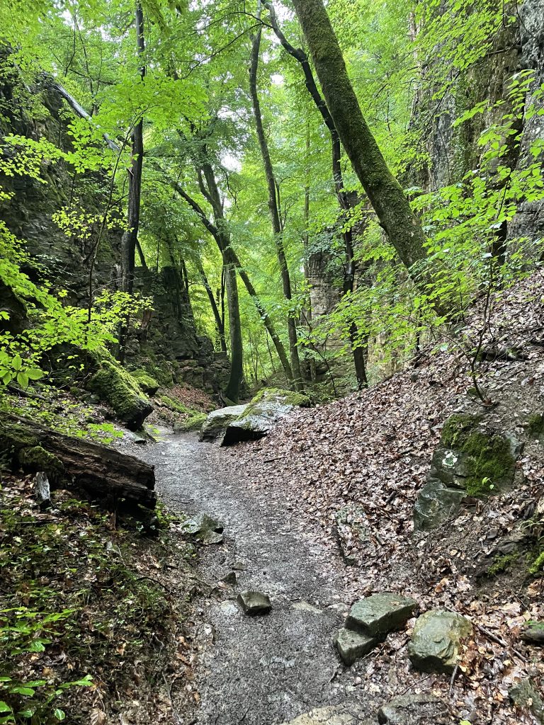 A path through the forest