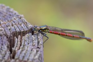 Close-up / Macro photo of a Large red damselfly on a wooden pole
