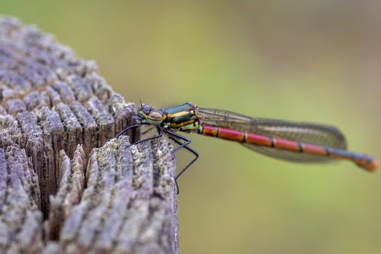 Close-up / Macro photo of a Large red damselfly on a wooden pole