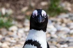 Portrait of an African (black-footed) penguin
