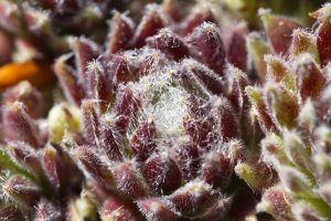 Close-up of hairy, red houseleek leaves (Sempervivum).