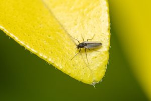 A macro photo of a Gall midge or Gall gnat, less than 1mm in size on a yellowish leave, with a blurred background