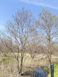 Leafless trees standing against a clear blue sky, with green vegetation and a water body visible in the background.