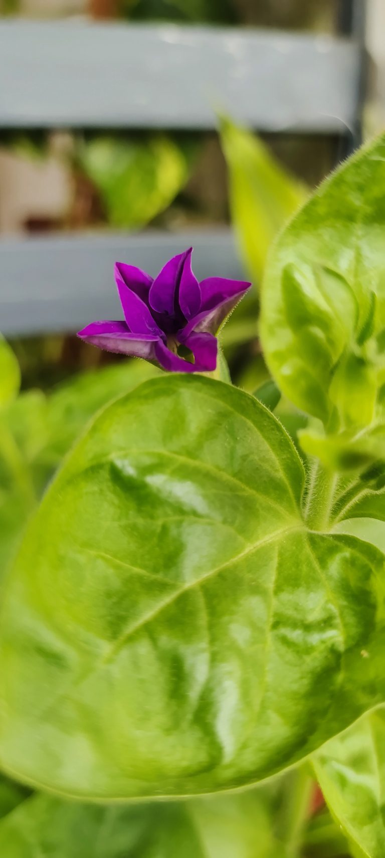 Close up image of a purple flower with a blurred background