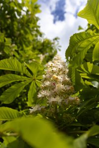 Photograph of a blossom in a tree, among green leaves, with an overcast blue sky in the background.