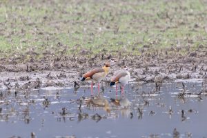 Egyptian geese on a flooded meadow 