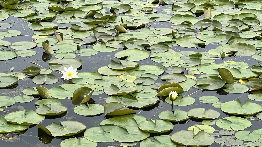A pond covered with green lily pads and a few white water lilies in bloom.