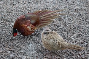 A colorful male pheasant with bright plumage and a female pheasant with more camouflaged feathers foraging on a gravel surface.