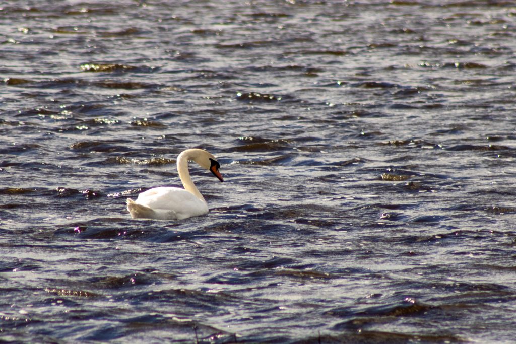 A swan swims on a slightly wavy pond. It is lit from the left by a setting sun.