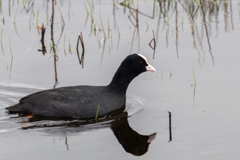 Common coot with reflection in the water