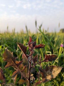 A close-up of a plant with green and reddish-brown leaves, growing in a field or garden.