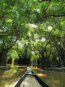 View larger photo: A wooden canoe travels along a calm, muddy river flanked by dense, lush green trees with thick canopies. Sunlight filters through the leaves, casting a serene glow over the water's surface