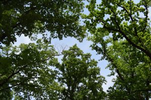 A group of trees and it's branches with clear sky on the top. 