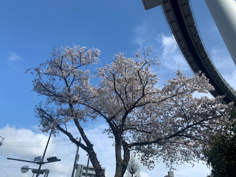 千葉県千葉市中央区　モノレース線路下の桜　/　Cherry blossoms under the monorail tracks, Chuo-ku, Chiba City, Chiba Prefecture