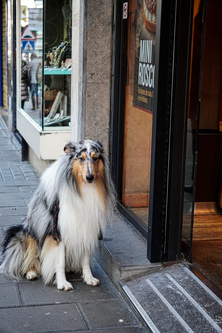 An elderly collie dog sitting on a sidewalk beside a shop entrance with a leash on, looking to the side.