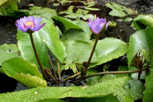 Two purple water lilies with yellow centers blooming above large green lily pads