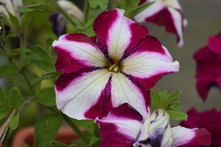 Close-up of a petunia flower with white petals that have deep magenta edges and veins,